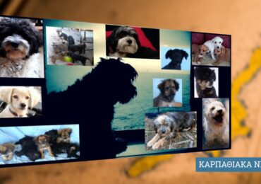 Σεμινάριο "Γνωρίζω-Μαθαίνω-Φροντίζω δεσποζόμενα και αδέσποτα ζώα συντροφιάς" από το ΚΕΚ Γεννηματάς και το Δήμο Ρόδου