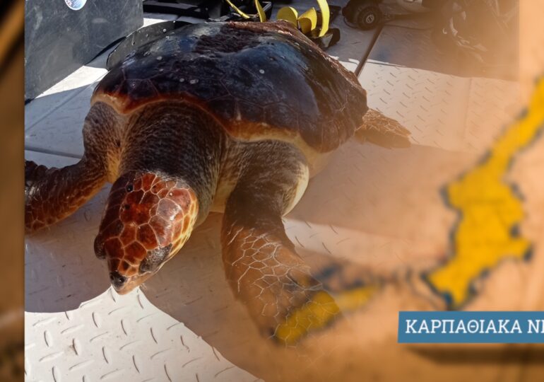 Διάσωση θαλάσσιας Χελώνας που ζήτησε βοήθεια έξω από την Αμοοπή