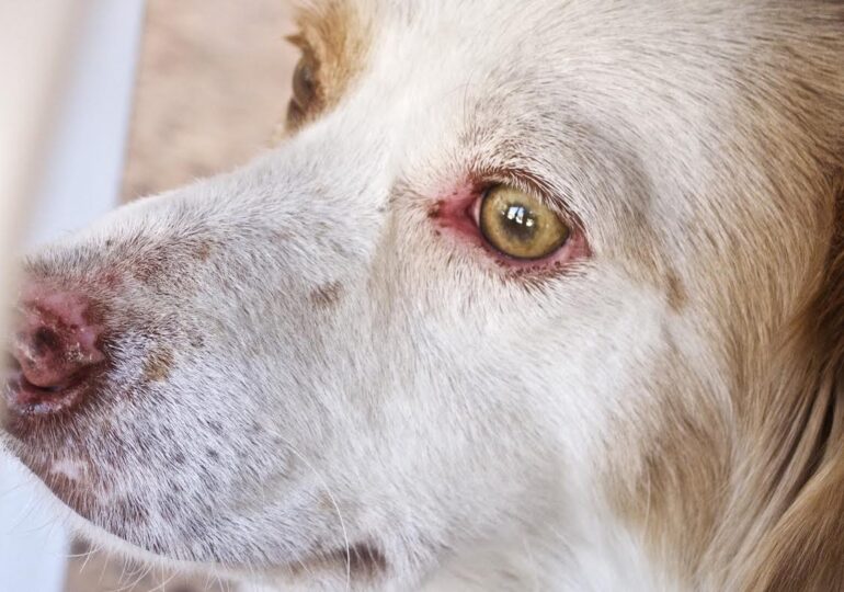 Απαγορεύεται η εκγύμναση των κυνηγετικών σκύλων σε όλες τις Ζώνες Εκγύμνασης Σκύλων (Ζ.Ε.Σ.) από 8 Απριλίου μέχρι 31 Μαΐου 2022