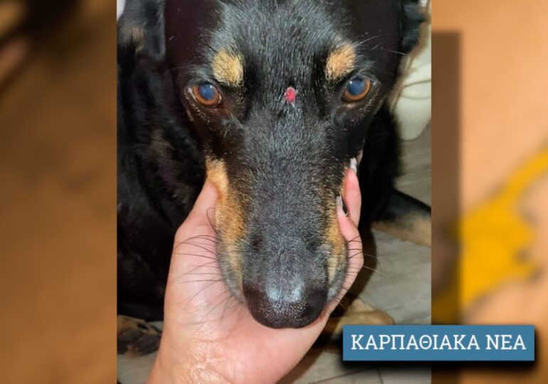 Σκυλί στην Αρκάσα χτυπήθηκε στο κεφάλι με αεροβόλο!