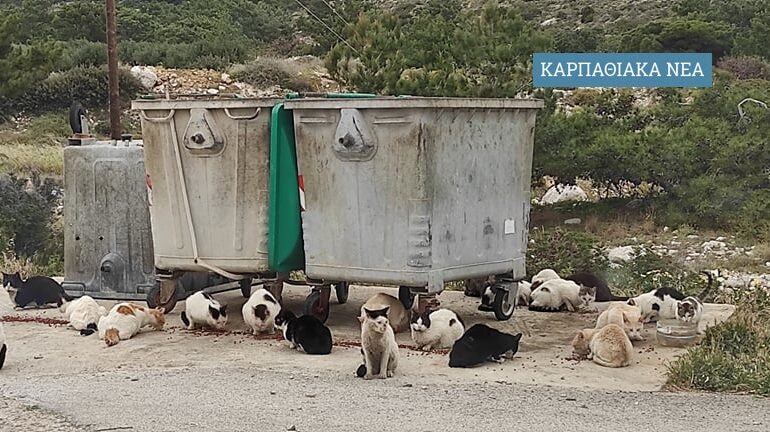 Δήμος Καρπάθου: Προμήθεια τροφών για τα αδέσποτα (με...8 μήνες καθυστέρηση)