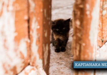 Χρηματοδότηση 300.000 ευρώ στον Δήμο Καρπάθου από το ΥΠΕΣ για την κατασκευή καταφυγίου αδέσποτων ζώων συντροφιάς