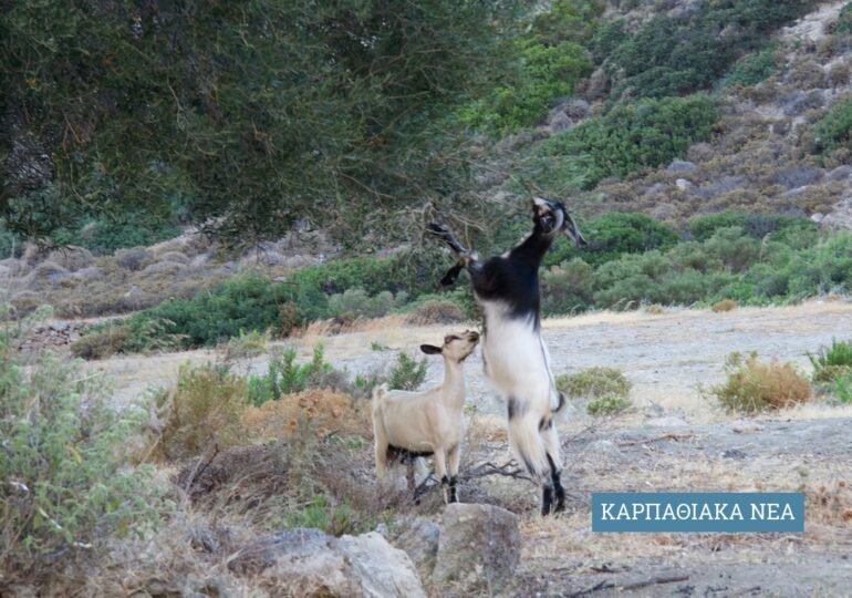 ΑΝΕΠΙΤΗΡΗΤΗ ΒΟΣΚΗΣΗ Προσφυγή κατοίκων του Απερίου στα αρμόδια από τη κείμενη νομοθεσία όργανα και στον Εισαγγελέα Πρωτοδικών Ρόδου