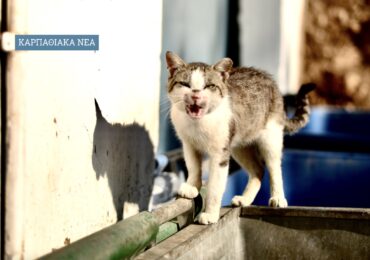 ΚΑΡΠΑΘΟΣ: Συγκροτήθηκε 5μελης επιτροπή για τη διαχείριση των αδέσποτων ζώων