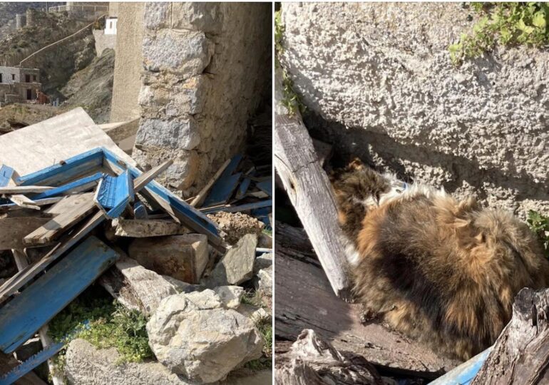Κι άλλη γάτα νεκρή στην Όλυμπο Καρπάθου - "Υπάρχει δολοφόνος ανάμεσα μας" αναφέρει ο Γιάννης Χαψής