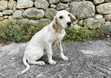Ακόμη μια εγκατάλειψη κουταβιού στην Κάρπαθο - 24 σκύλους φιλοξενούν οι Φίλοι Ζώων Καρπάθου!