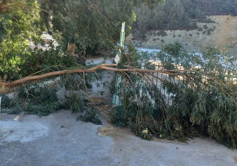 Δεν έχει δυνατότητα να κλαδέψει δέντρα ο Δήμος Καρπάθου! Η απάντηση Σακελλιάδη σε αίτημα δημότισσας