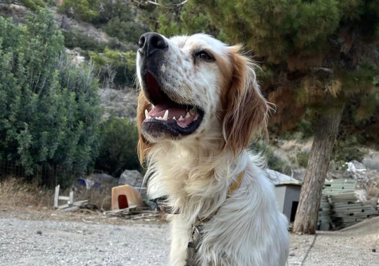 Κάρπαθος:  Αναζητείται ο ΟΛΙΒΕΡ, ο σκύλος της φωτογραφίας (also in english)