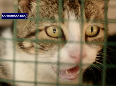 Κάρπαθος: Να σταματήσουν να ταΐζονται στις αποικίες τους οι αδέσποτες γάτες επιχειρεί η δημοτική αρχή