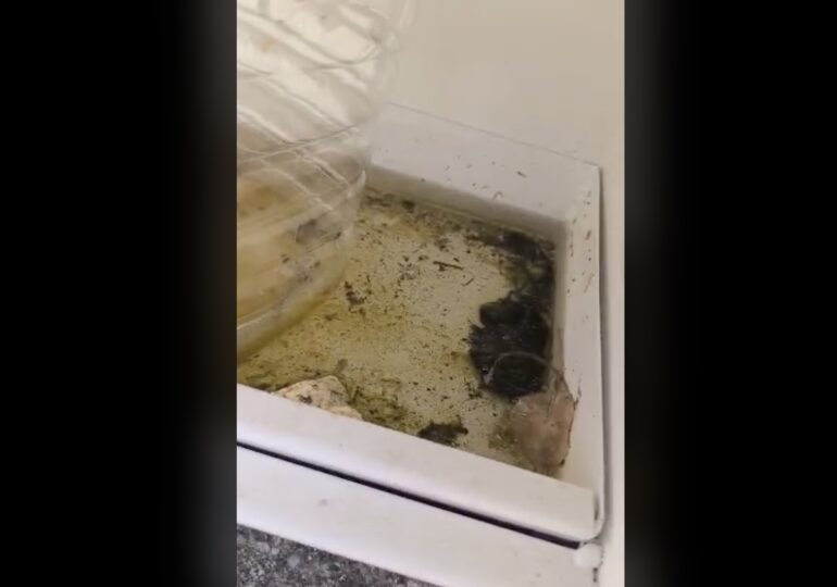 Δεν καταγράφεται καταγγελία για δολιοφθορά στην αποθήκη φύλαξης της τροφής των αδέσποτων