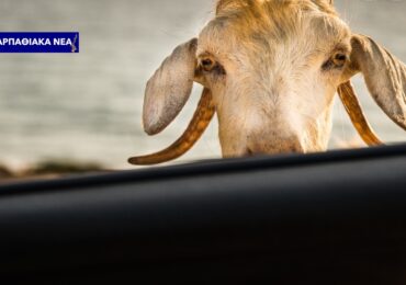 Κάρπαθος: Πρόστιμο σε εστιατόριο για χρέωση κουβέρ