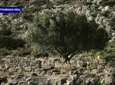 &Epsilon;&lambda;&alpha;&iota;&omicron;&kappa;&omicron;&mu;&iota;&kappa;ό &Mu;&eta;&tau;&rho;ώ&omicron; &kappa;&alpha;&iota; &Delta;ή&lambda;&omega;&sigma;&eta; &Sigma;&upsilon;&gamma;&kappa;&omicron;&mu;&iota;&delta;ή&sigmaf; &Epsilon;&lambda;&alpha;&iota;&omicron;&kappa;ά&rho;&pi;&omicron;&upsilon; &ndash; &Tau;&iota; &pi;&rho;έ&pi;&epsilon;&iota; &nu;&alpha; &gamma;&nu;&omega;&rho;ί&zeta;&omicron;&upsilon;&nu; &omicron;&iota; &pi;&alpha;&rho;&alpha;&gamma;&omega;&gamma;&omicron;ί