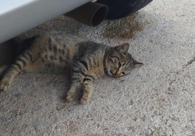 Φρίκη στο Μεσοχώρι Καρπάθου: Έριξαν φολες σκότωσαν τουλάχιστον 4 γάτες