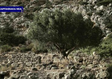 Η Κάρπαθος στους «πρωταθλητές» της ελληνικής ελιάς!