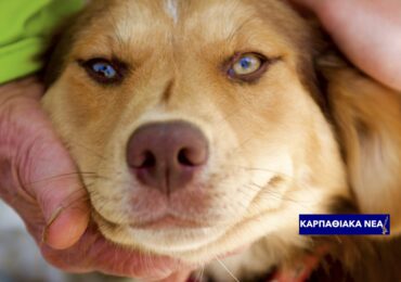 ΝΕΜΕΣΙΣ: «Το άρθρο 720 καταργεί στην πράξη την προστασία των αδέσποτων»