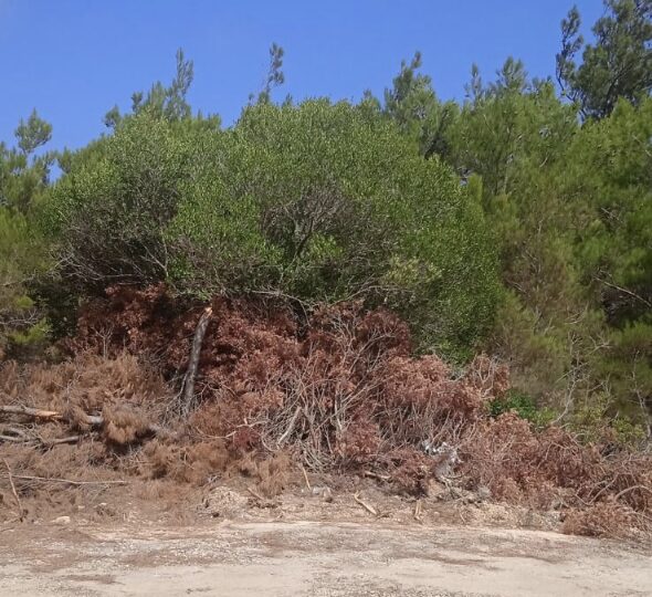 Όταν οι καθαρισμοί του Επαρχιακού δικτύου δημιουργούν προσάναμμα!