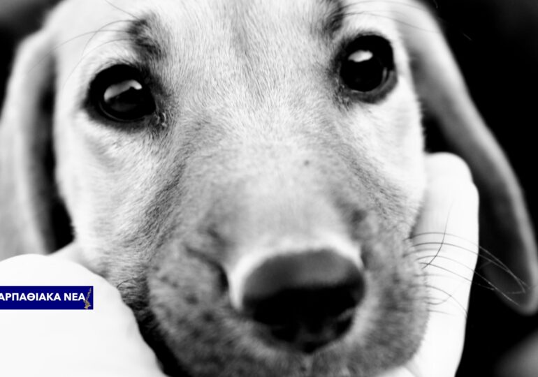 926 ΛΑΧΝΟΙ - 62 ΔΩΡΑ, ΑΜΕΤΡΗΤΗ ΑΓΑΠΗ! Οι ΦΙΛΟΙ ΖΩΩΝ ΚΑΡΠΑΘΟΥ ευχαριστούν όλους για την στήριξη