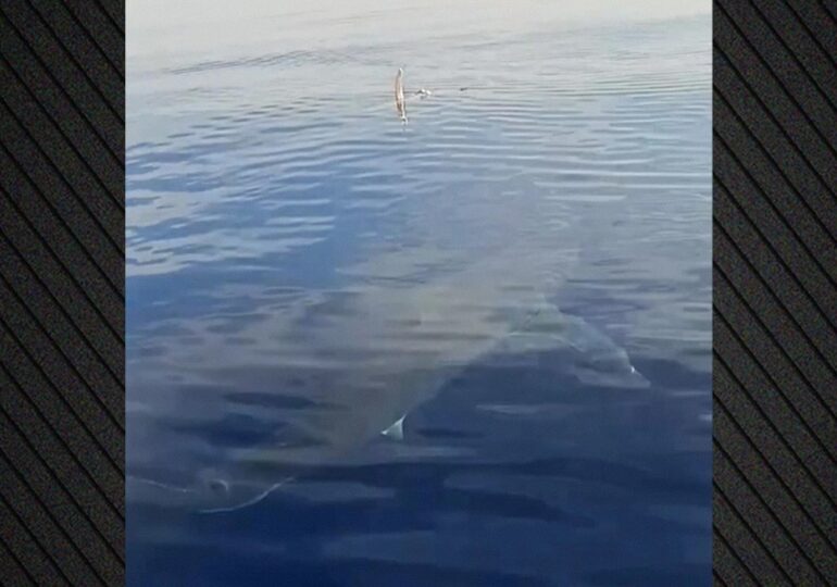 Καρχαρίας εθεάθη στην Κάρπαθο – Άναυδοι οι ψαράδες (Video)