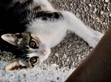 18.800 &Epsilon;&upsilon;&rho;ώ &sigma;&tau;&omicron;&nu; &Delta;ή&mu;&omicron; &Kappa;&alpha;&rho;&pi;ά&theta;&omicron;&upsilon; &gamma;&iota;&alpha; &tau;&eta; &Delta;&iota;&alpha;&chi;&epsilon;ί&rho;&iota;&sigma;&eta; &Alpha;&delta;έ&sigma;&pi;&omicron;&tau;&omega;&nu; &Zeta;ώ&omega;&nu; &Sigma;&upsilon;&nu;&tau;&rho;&omicron;&phi;&iota;ά&sigmaf; &alpha;&pi;ό &tau;&omicron; &Upsilon;&pi;. &Epsilon;&sigma;&omega;&tau;&epsilon;&rho;&iota;&kappa;ώ&nu;