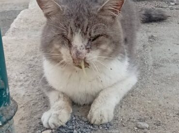 &Chi;&rho;&iota;&sigma;&tau;&omicron;ύ&gamma;&epsilon;&nu;&nu;&alpha; &kappa;&iota; &eta; &alpha;&gamma;ά&pi;&eta; &delta;&omicron;&kappa;&iota;&mu;ά&zeta;&epsilon;&tau;&alpha;&iota; &sigma;&tau;&omicron;&upsilon;&sigmaf; &delta;&rho;ό&mu;&omicron;&upsilon;&sigmaf; &tau;&eta;&sigmaf; &Kappa;&alpha;&rho;&pi;ά&theta;&omicron;&upsilon;