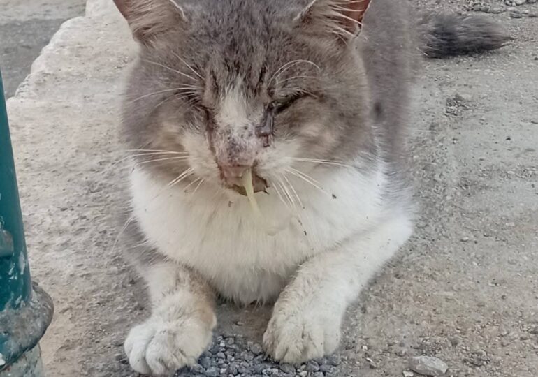 Χριστούγεννα κι η αγάπη δοκιμάζεται στους δρόμους της Καρπάθου