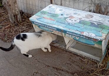 Αδέσποτα σε πείνα – Η Δημοτική Αρχή της ΚΑΡΠΑΘΟΥ σε απουσία