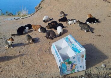 Μεσοχώρι – Χθες: Η απόλυτη ντροπή την ώρα που η χώρα μας δίνει μάχη για τα αδέσποτα