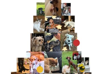 Γερμανοί πολίτες προς τους Φίλους Ζώων Καρπάθου