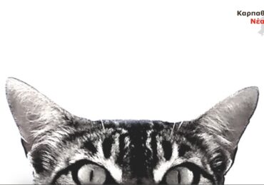 Το στίγμα του 2025 στην Κάρπαθο: η μοίρα των αδέσποτων και η σιωπή του Δήμου