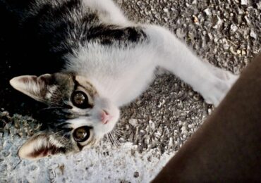 Περισυλλογή Αδέσποτων Ζώων Συντροφιάς - Η εγκύκλιος από την Ειδική Γραμματεία για την Προστασία των Ζώων Συντροφιάς