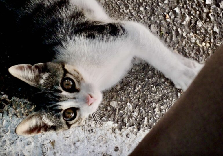 Περισυλλογή Αδέσποτων Ζώων Συντροφιάς - Η εγκύκλιος από την Ειδική Γραμματεία για την Προστασία των Ζώων Συντροφιάς