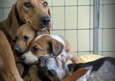 Κάρπαθος: Η διάσωση της Virginia! Από την εγκατάλειψη στην ελπίδα