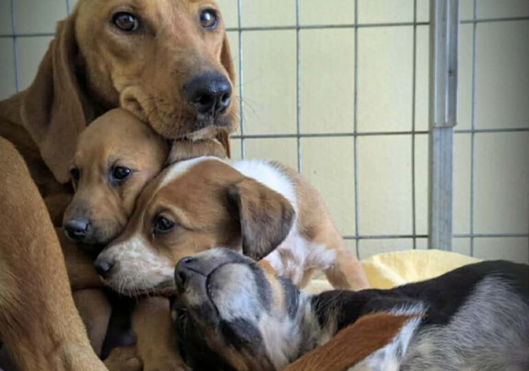 Κάρπαθος: Η διάσωση της Virginia! Από την εγκατάλειψη στην ελπίδα