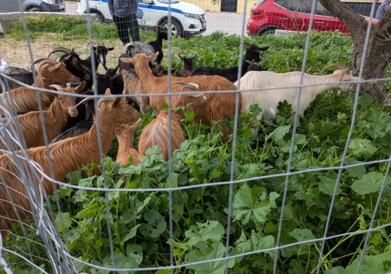 Αντιδήμαρχος Καρπάθου Ιωάννης Χαλκιάς: Σταθερά και ορατά τα αποτελέσματα της διαχείρισης των ανεπιτήρητων αιγοπροβάτων