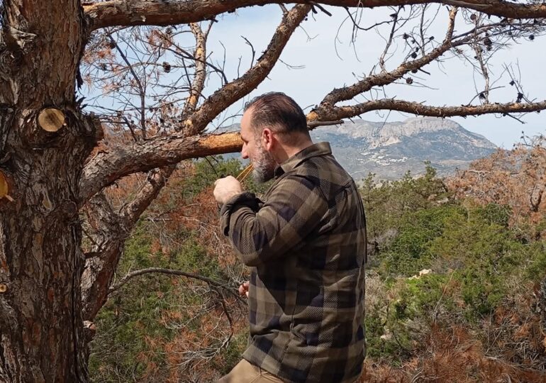 Ξήρανση πευκοδασών Καρπάθου: Οι αιτίες, οι περιοχές, τα αναγκαία άμεσα μέτρα