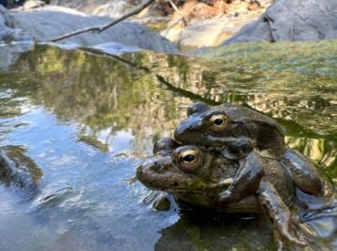 &Omicron; &Beta;&alpha;&tau;&rho;&alpha;&kappa;&lambda;ό&sigmaf; &tau;&eta;&sigmaf; &Kappa;&alpha;&rho;&pi;ά&theta;&omicron;&upsilon; &sigma;&epsilon; &kappa;&rho;ί&sigma;&iota;&mu;&omicron; &sigma;&tau;&alpha;&upsilon;&rho;&omicron;&delta;&rho;ό&mu;&iota;: &nu;έ&alpha; &epsilon;&pi;&iota;&sigma;&tau;&eta;&mu;&omicron;&nu;&iota;&kappa;ά &delta;&epsilon;&delta;&omicron;&mu;έ&nu;&alpha; &kappa;&alpha;&iota; &eta; &alpha;&pi;&epsilon;&iota;&lambda;ή &tau;&eta;&sigmaf; &xi;&eta;&rho;&alpha;&sigma;ί&alpha;&sigmaf;