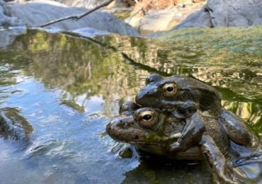 Ο Βατρακλός της Καρπάθου σε κρίσιμο σταυροδρόμι: νέα επιστημονικά δεδομένα και η απειλή της ξηρασίας