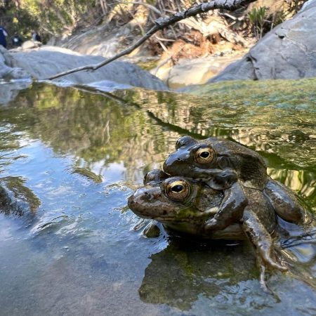 Ο Βατρακλός της Καρπάθου σε κρίσιμο σταυροδρόμι: νέα επιστημονικά δεδομένα και η απειλή της ξηρασίας