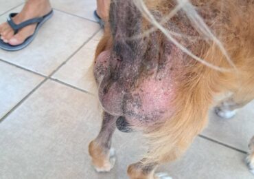 ΤΟΝ ΠΕΤΑΞΑΝ ΕΞΩ ΚΑΙ ΤΟΝ ΑΦΗΣΑΝ ΝΑ ΤΟΝ ΦΑΝΕ ΟΙ ΨΥΛΛΟΙ
